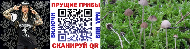 купить наркоту  Аргун  Псилоцибиновые грибы мицелий 